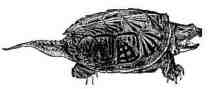 Snapping Turtle